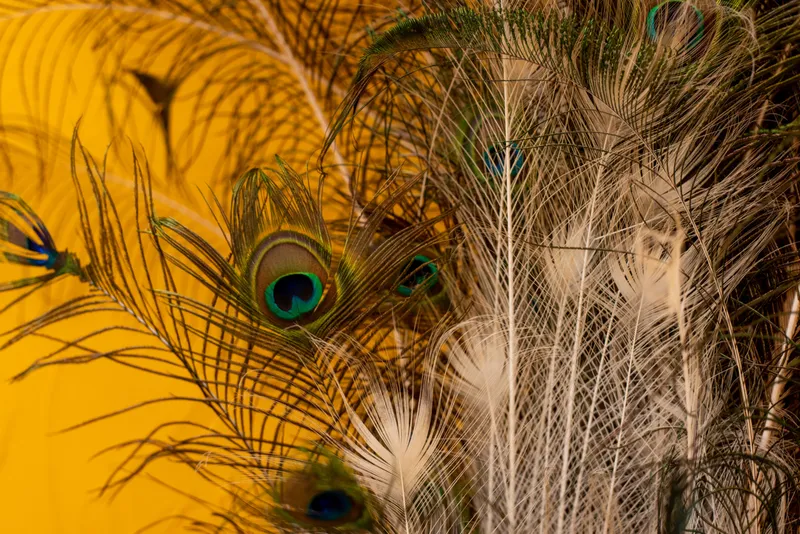 Ruhige Salondekoration mit Pfauenfedern.